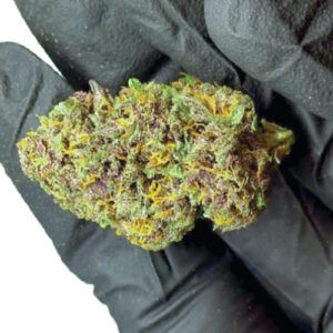 Premium Indoor Exotic